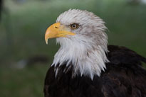 Vogelfestival