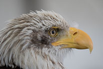 Vogelfestival