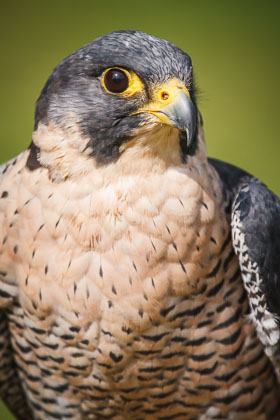 Tierwelt